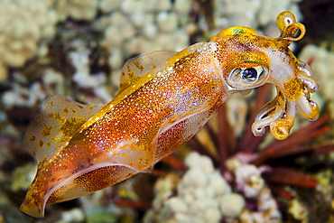 bigfin reef squid The male oval squid Sepioteuthis lessoniana can reach 14 inches in length Hawaii