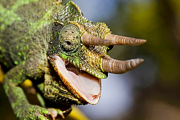 Jackson's chameleon a male chameleon on Maui Hawaii this species is native to Eastern Africa