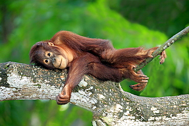 orang utan young Orang utan lying resting on branch portrait