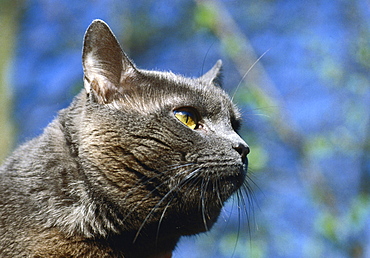 chartreux portrait