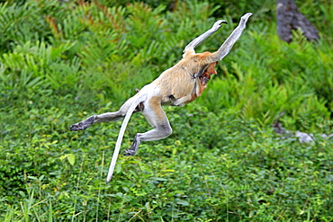 proboscis monkey female proboscis monkey with young jumping portrait