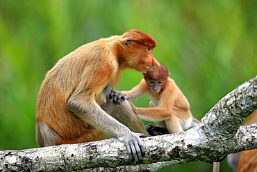 proboscis monkey female proboscis monkey with young sitting on branch portrait