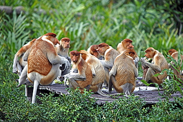 proboscis monkey group of proboscis monkeys sitting together portrait