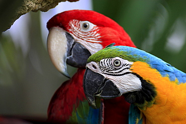 red-blue-and-green macaw or green-winged macaw two Aras sitting together portrait South America