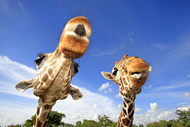 reticulated giraffe reticulated giraffe 02 head portrait front view funny view Africa