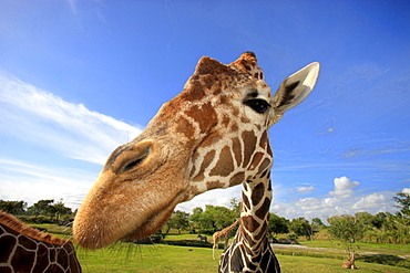 reticulated giraffe reticulated giraffe head portrait front view Africa