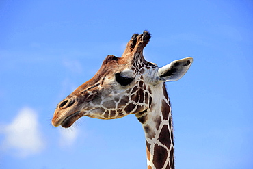 reticulated giraffe reticulated giraffe head portrait Africa