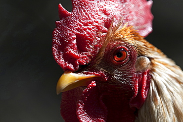 domestic cock cock portrait