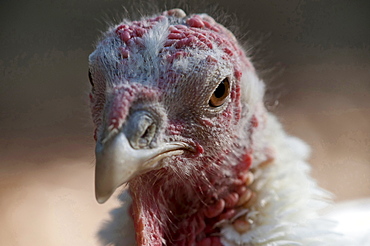 domesticated turkey turkey hen portrait