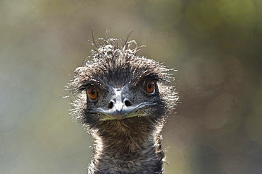 emu portrait eye contact funny