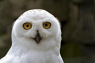 snowy owl portrait of owl eye contact