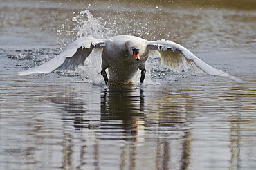 mute swan mute swan starting out of water portrait