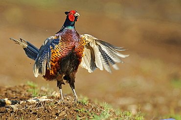 ring-necked pheasant male ring-necked pheasant standing wing striking behavior portrait