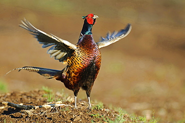 ring-necked pheasant male ring-necked pheasant standing wing striking behavior portrait