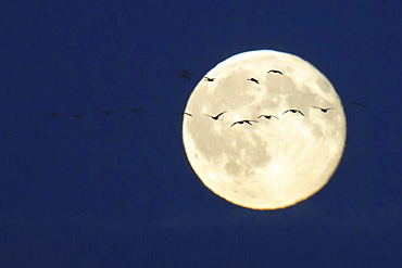 goose group of geese flying in front of full moon mood