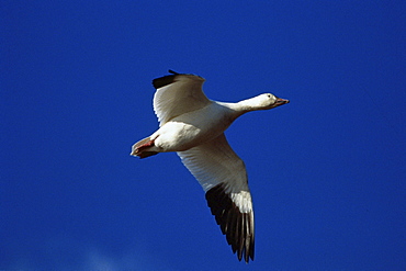 snow goose