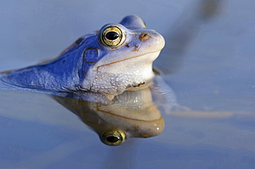 moor frog male moor frog blue colored sitting in water of pond portrait mating behavior