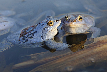 moor frog male moor frogs blue colored sitting in water of pond portrait mating behavior