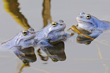 moor frog male moor frogs blue colored sitting in water of pond portrait mating behavior