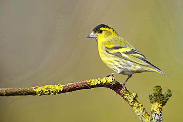 siskin siskin sitting on branch with lichens portrait