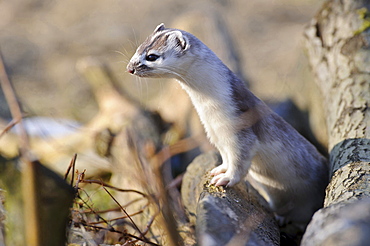 ermine or short-tailed weasel ermine with white fur winter coat looking out between tree trunks portrait