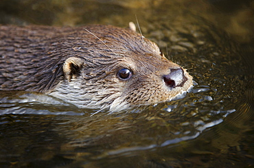 European otter European otter swimming in water head portrait