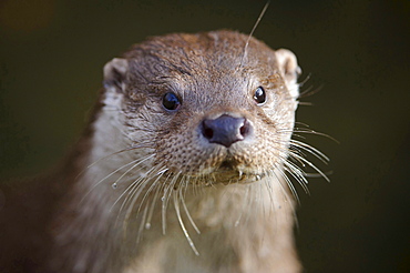 European otter European otter head portrait close up view