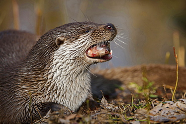 European otter European otter eating prey fish portrait