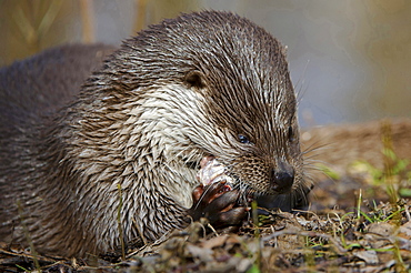 European otter European otter eating prey portrait close up view