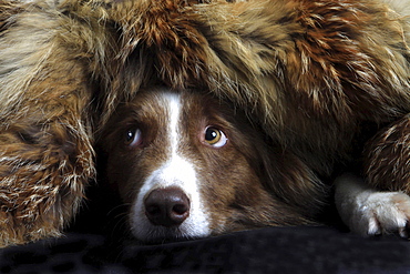 border collie border collie lying hidden under fur head portrait close up view funny image