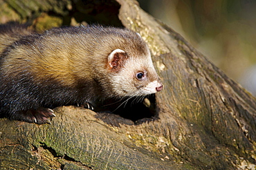 European polecat European polecat sitting on tree trunk portrait