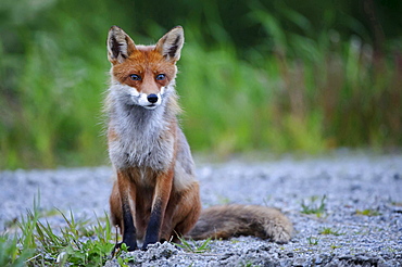 red fox or European fox red fox sitting on track portrait