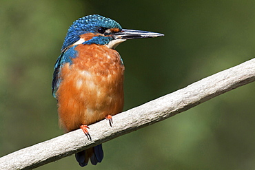 kingfisher kingfisher perched on twig