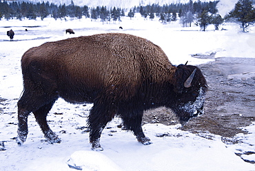 American bison or buffalo bison