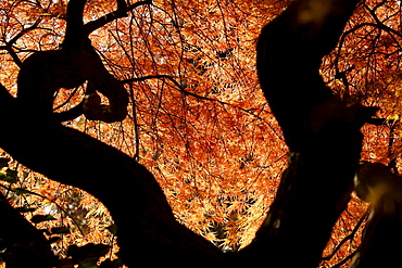 Japanese maple Japanese maple branches and leafs in backlightLeverkusen, NRW, Deutschland