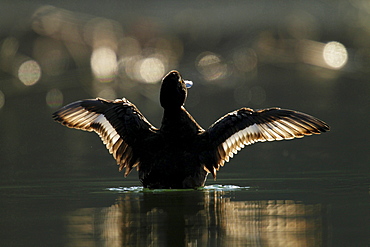 tufted duck tufted duck stand upright with flapping wings in water portrait backlight viewOesinghausen, NRW, Deutschland