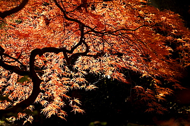 Japanese maple Japanese maple branches and leafs in backlight