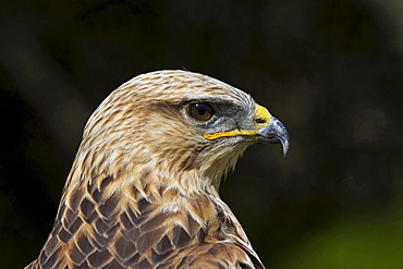 long-legged buzzard male long-legged buzzard head portrait