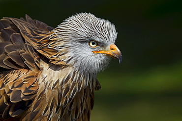 red kite red kite portrait