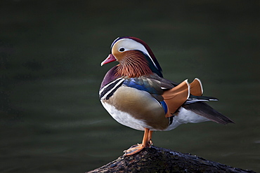 mandarin duck mandarin duck standing on stone in water portrait