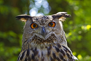 eagle owl eagle owl head portrait