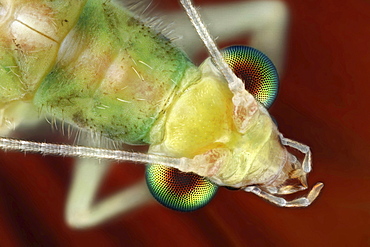 green lacewing top shot Germany Europe