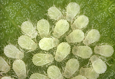 aphids young aphids colony on leaf