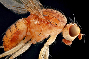 dryomyzid fly fly lateral shot