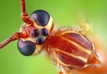 ichneumon wasp front part head and thorax top shot Germany Europe