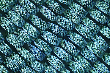 lepidopterans wing detail Germany Europe