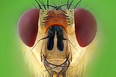 common yellow dung fly or golden dung fly dungfly portrait Germany Europe