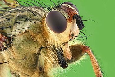 common yellow dung fly or golden dung fly head and thorax Germany Europe