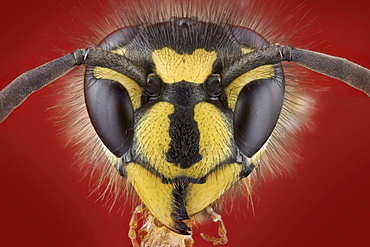 German wasp portrait Germany Europe