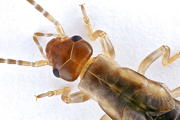 hop-garden earwig or short-winged earwig top view Germany Europe